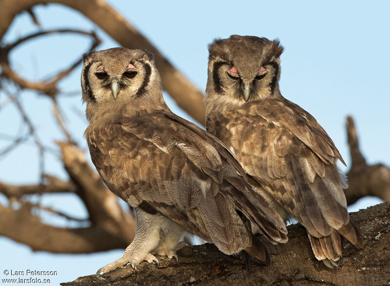 Verreaux's Eagle-Owl