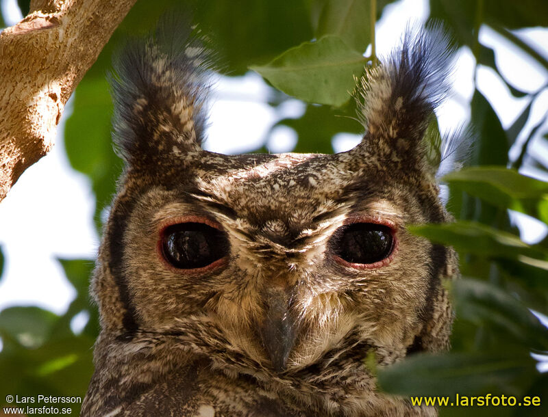 Greyish Eagle-Owl