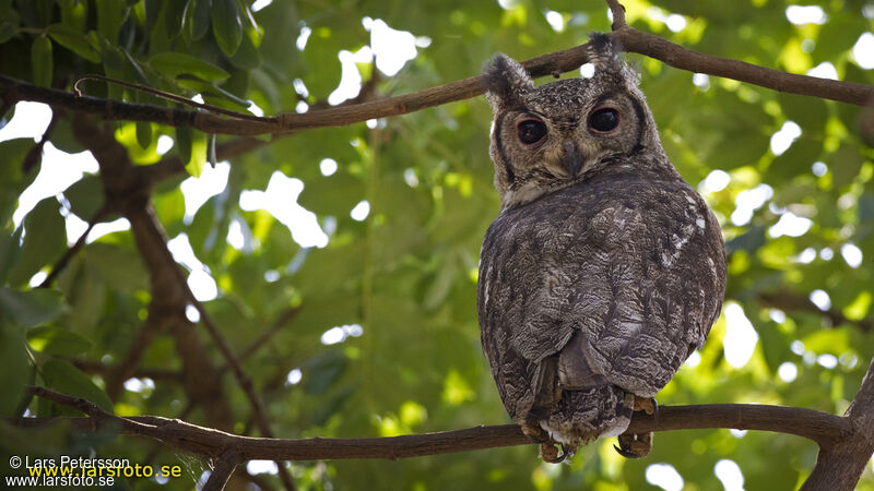 Greyish Eagle-Owl