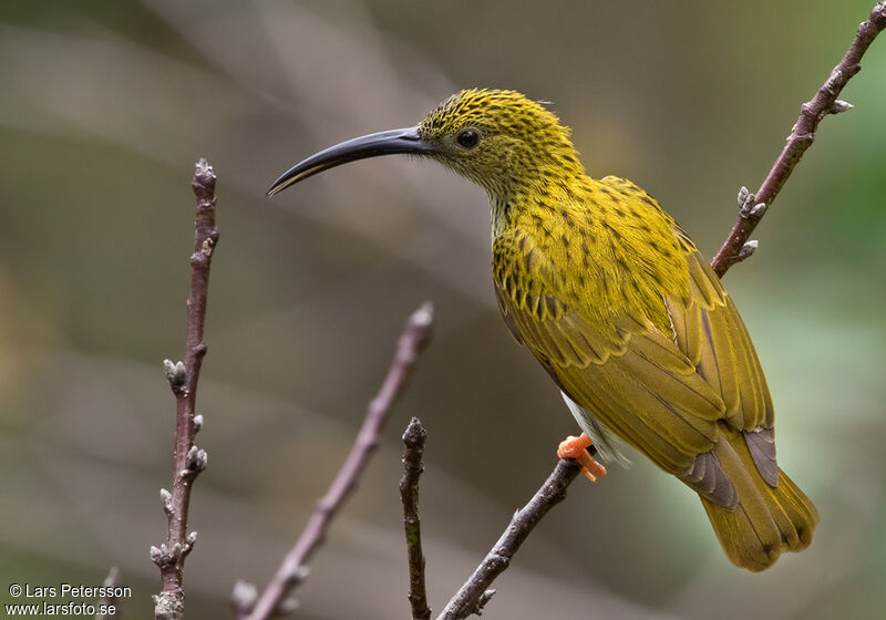 Streaked Spiderhunter