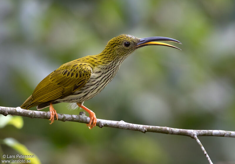 Streaked Spiderhunter