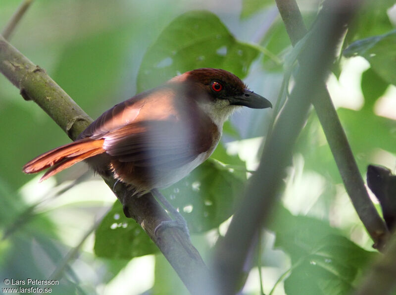 Great Antshrike