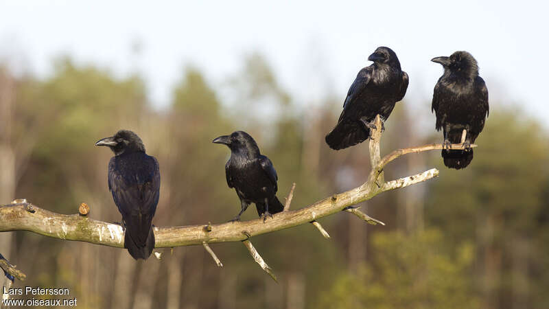 Grand Corbeau, Comportement