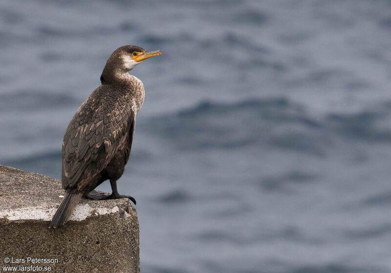 Great Cormorant