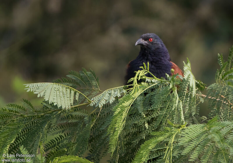 Greater Coucal