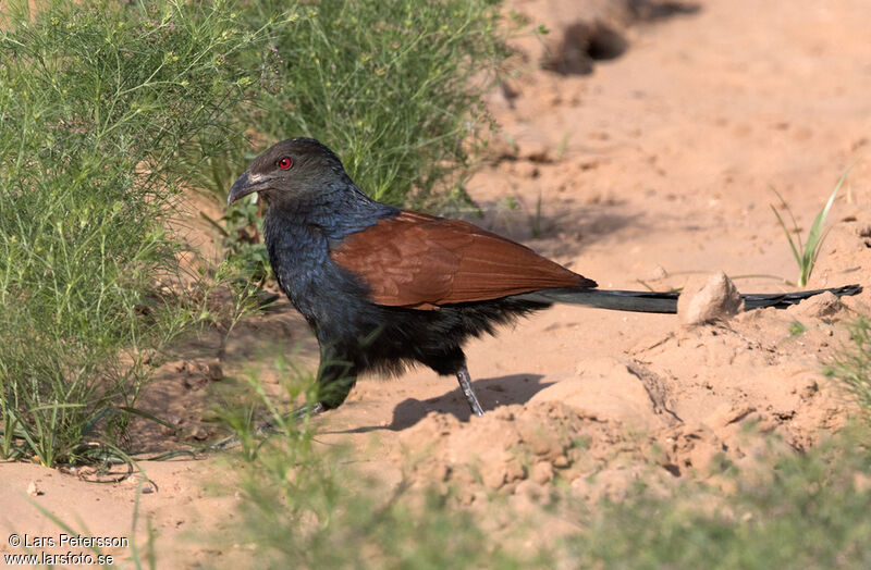 Grand Coucal