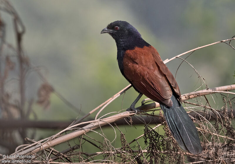 Greater Coucal