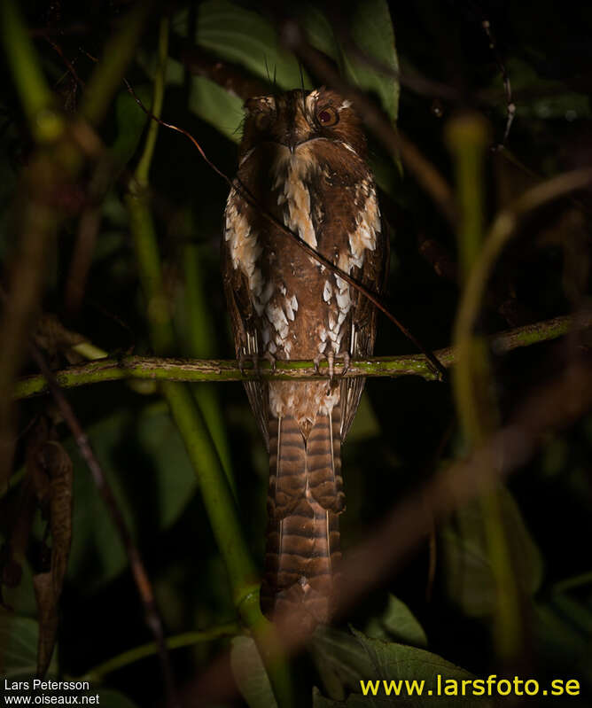 Feline Owlet-nightjar