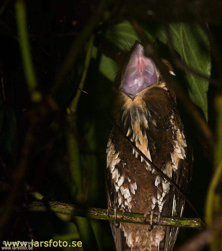 Feline Owlet-nightjar