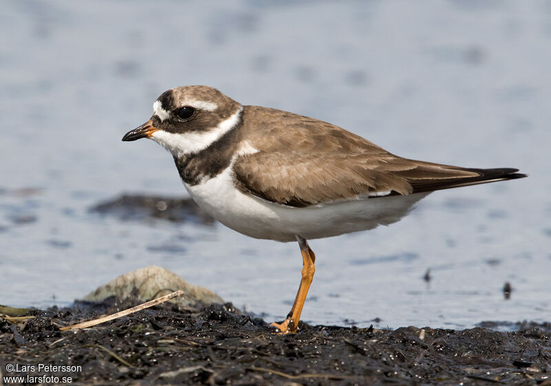 Common Ringed Plover