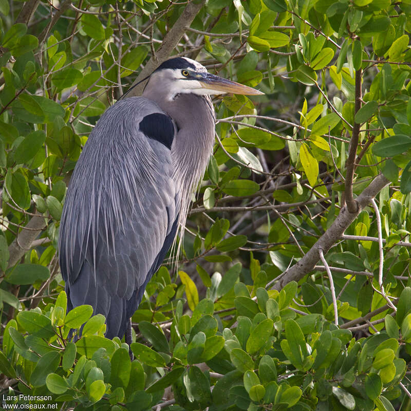 Great Blue Heronadult, aspect, pigmentation, Behaviour