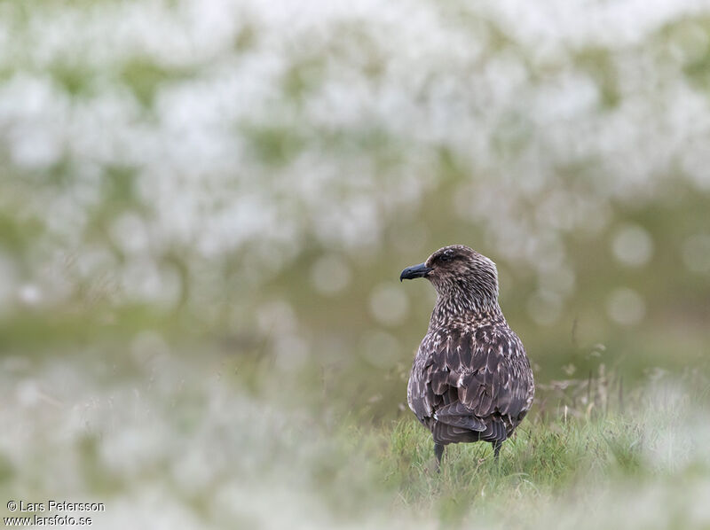 Great Skua