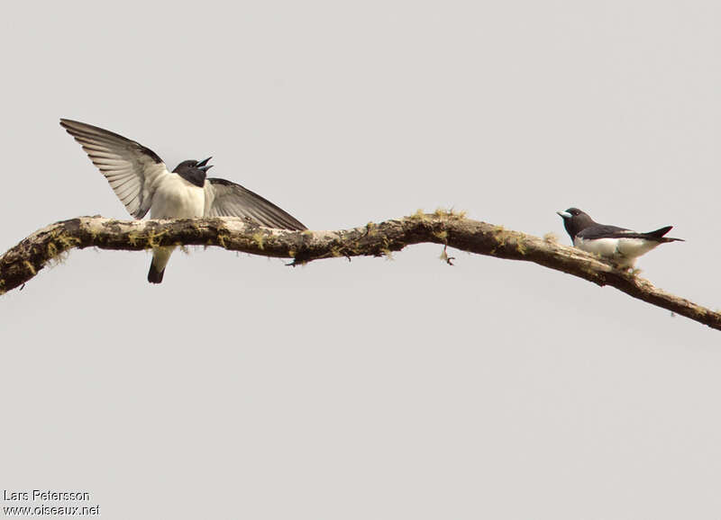 Great Woodswallow