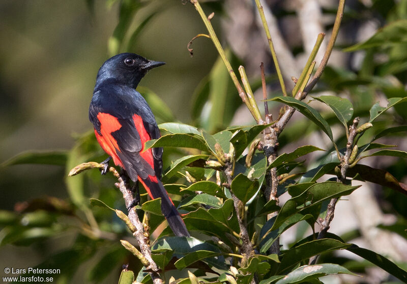 Orange Minivet