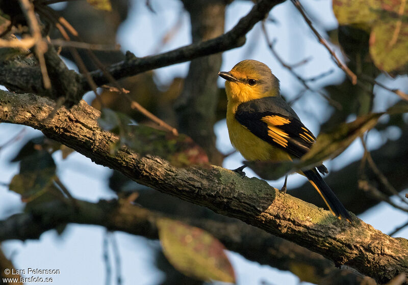 Grand Minivet