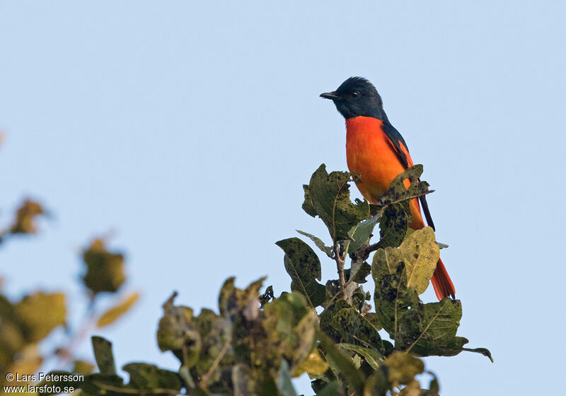 Orange Minivet