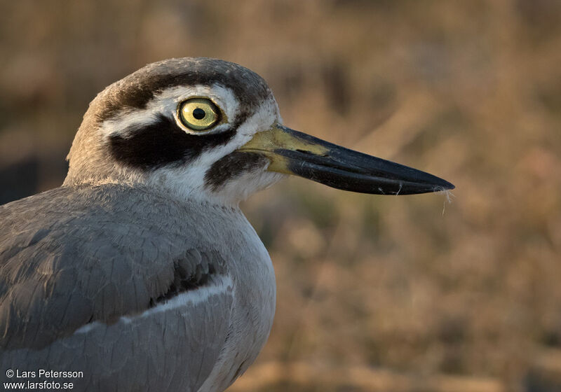 Great Stone-curlew