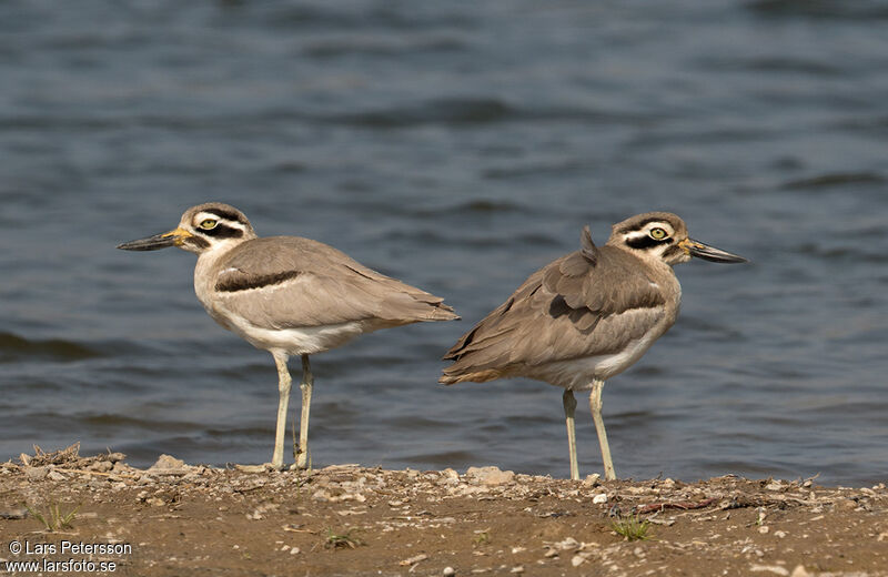 Great Stone-curlew