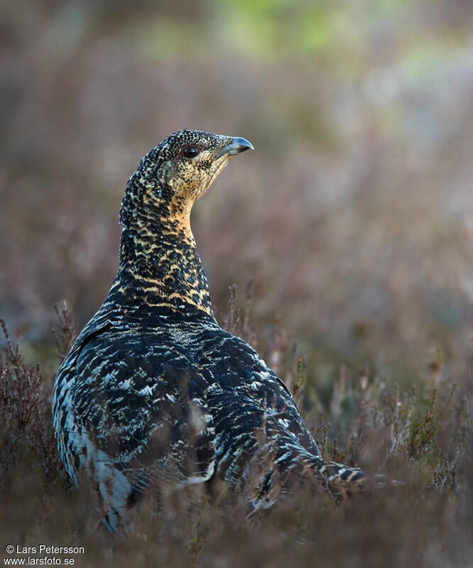 Western Capercaillie