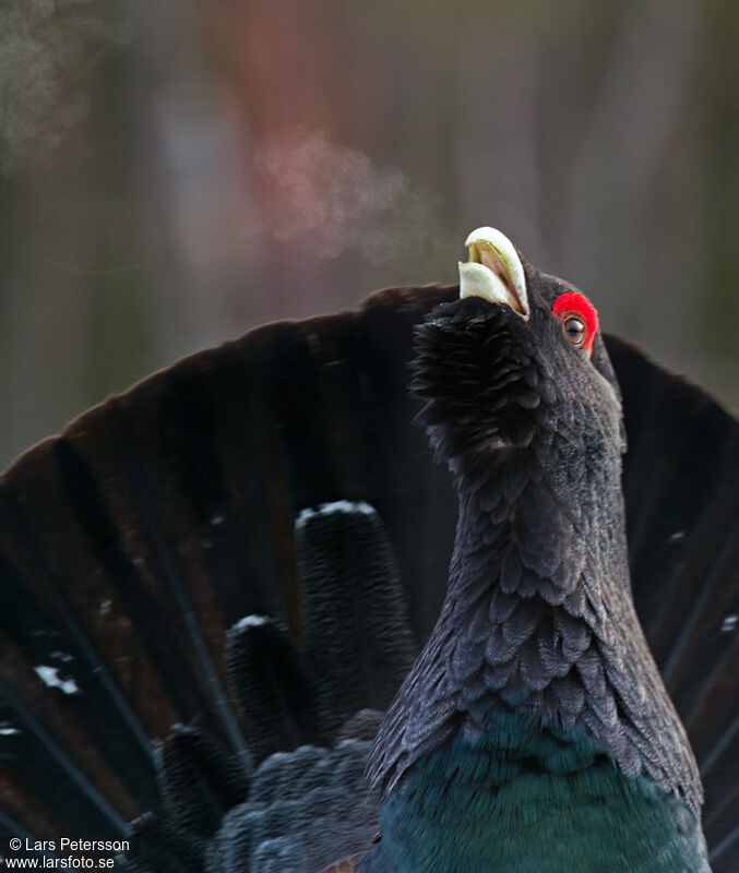 Western Capercaillie