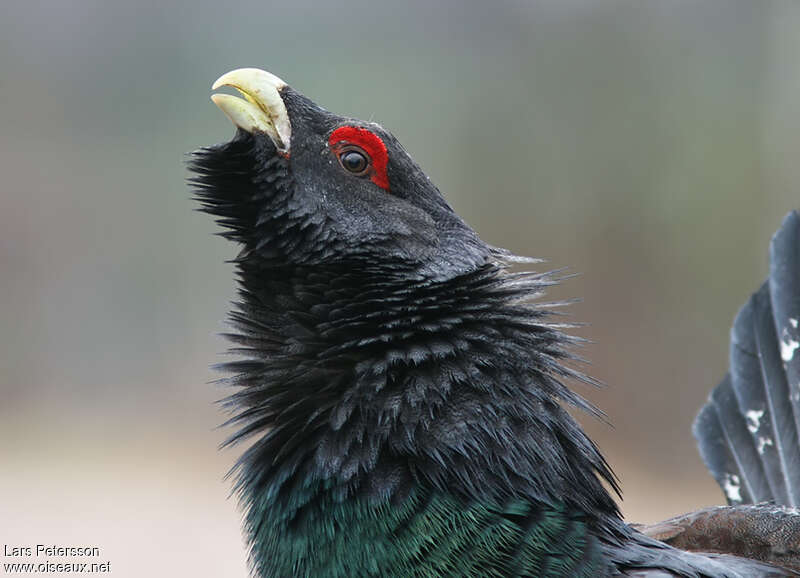 Grand Tétras mâle adulte, portrait