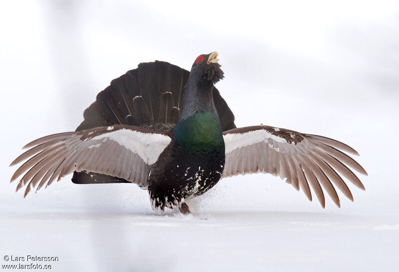 Western Capercaillie