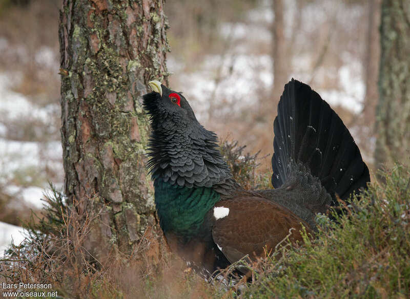 Grand Tétras mâle adulte, habitat, pigmentation, chant