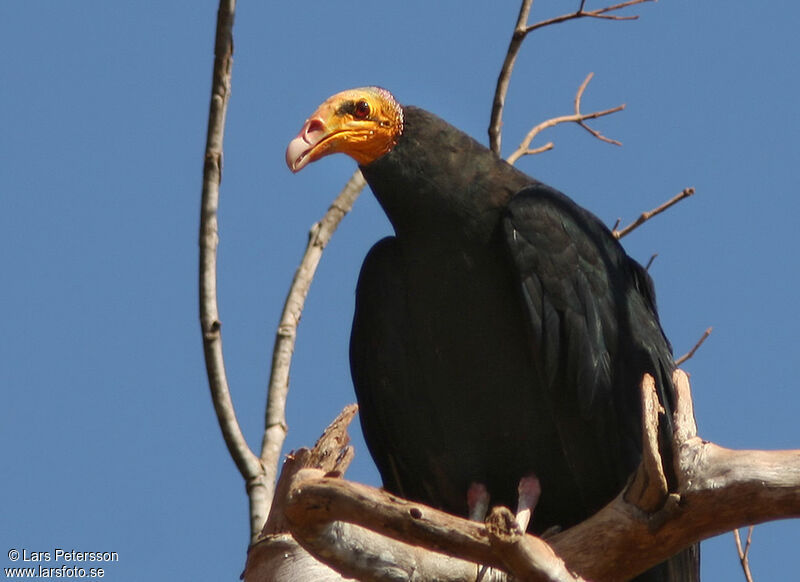 Greater Yellow-headed Vulture