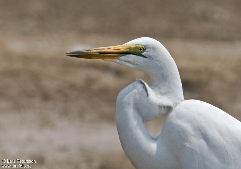 Great Egret