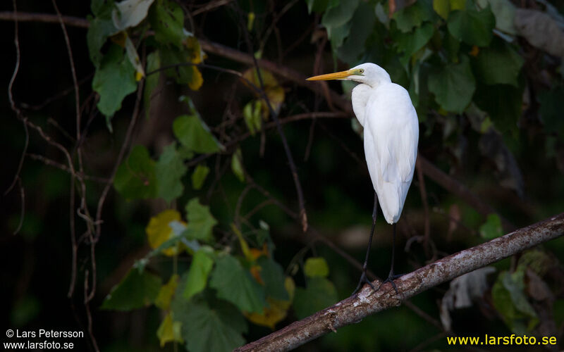 Grande Aigrette