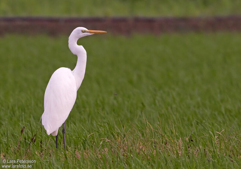 Grande Aigrette