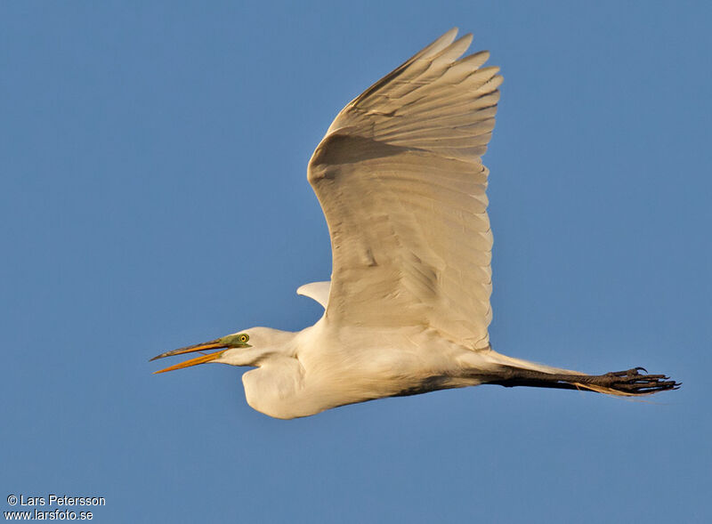 Grande Aigrette