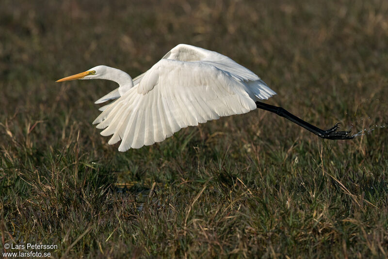 Grande Aigrette