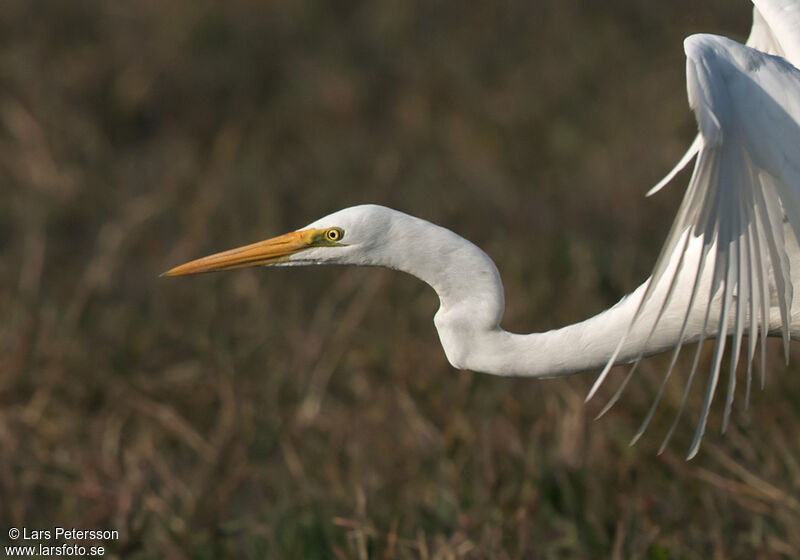 Grande Aigrette