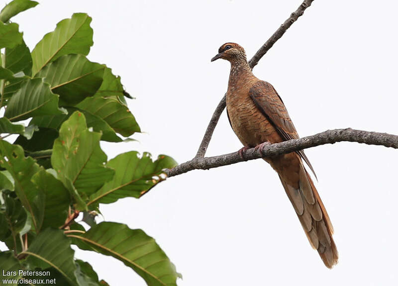 Timor Cuckoo-Dove