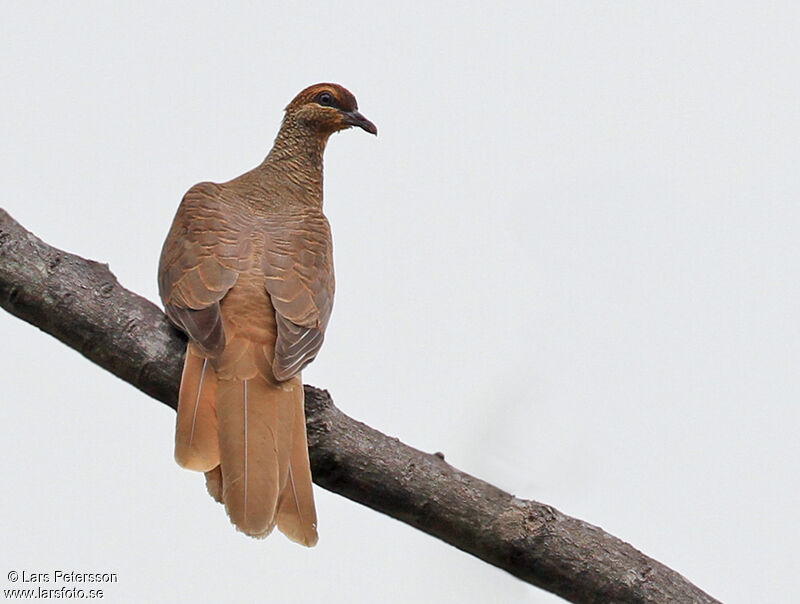 Timor Cuckoo-Dove