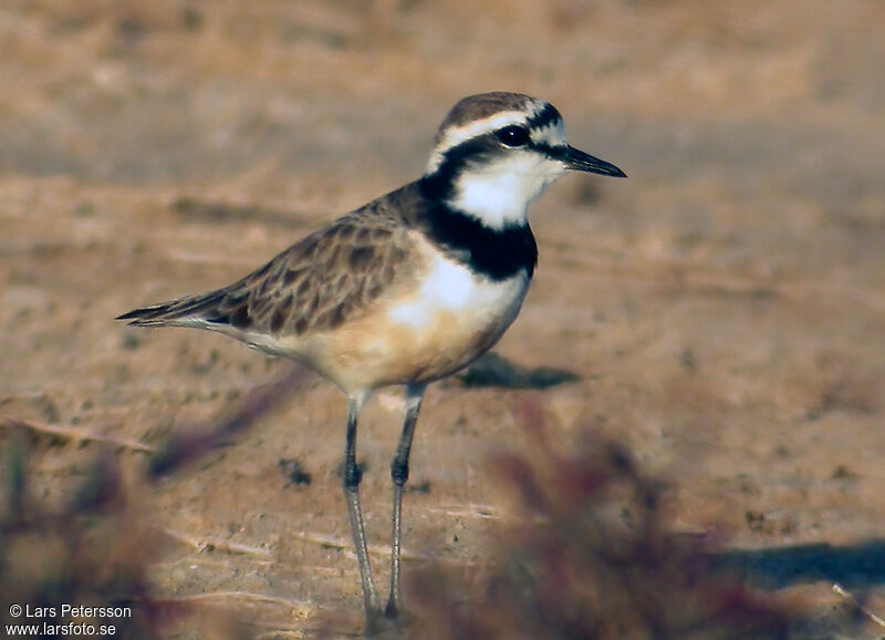 Madagascar Plover