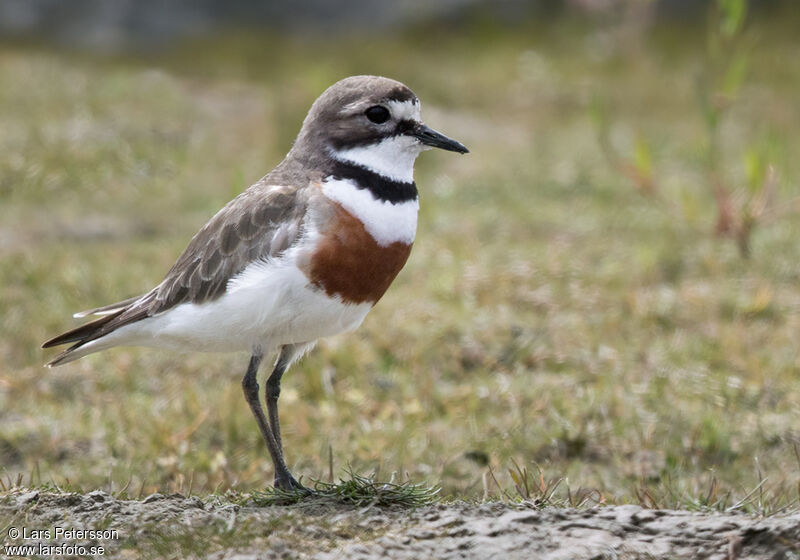 Double-banded Plover