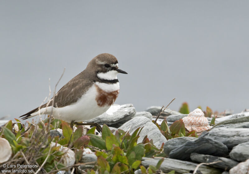 Double-banded Plover