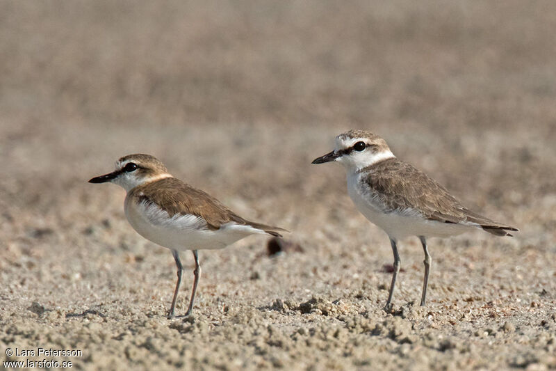 White-fronted Plover