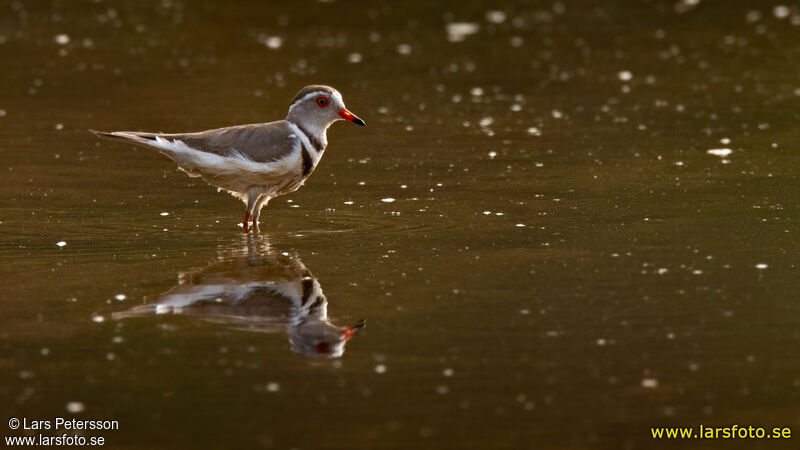 Three-banded Plover