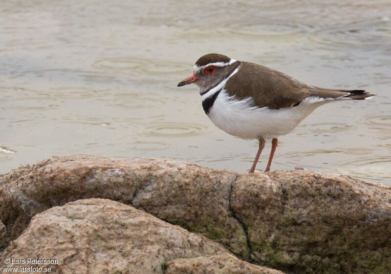 Three-banded Plover