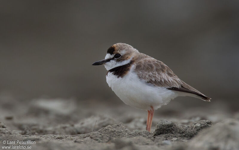 Collared Plover