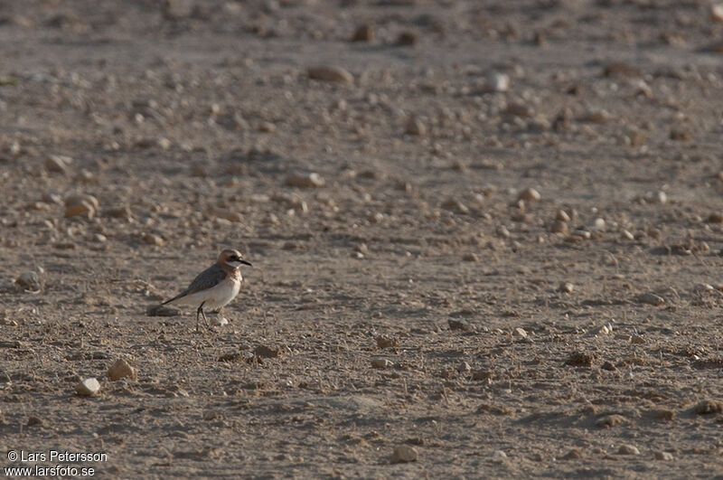 Greater Sand Plover