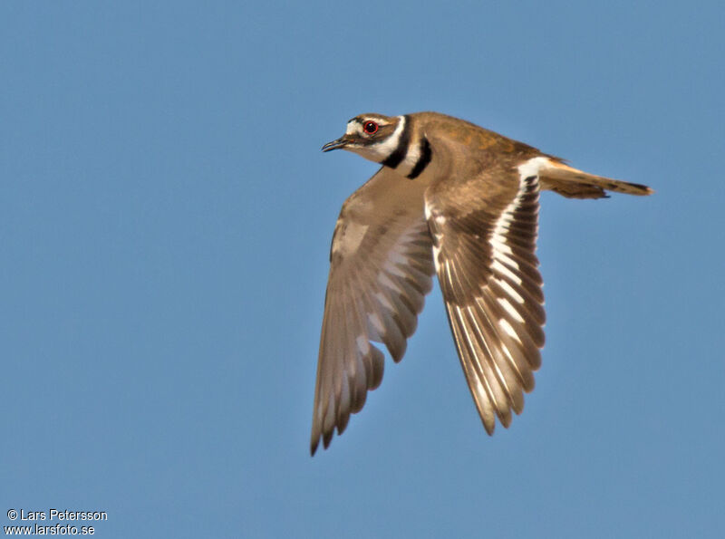 Killdeer