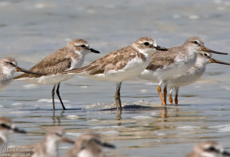 Siberian Sand Plover