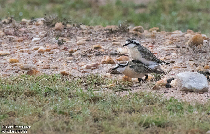 Kittlitz's Plover