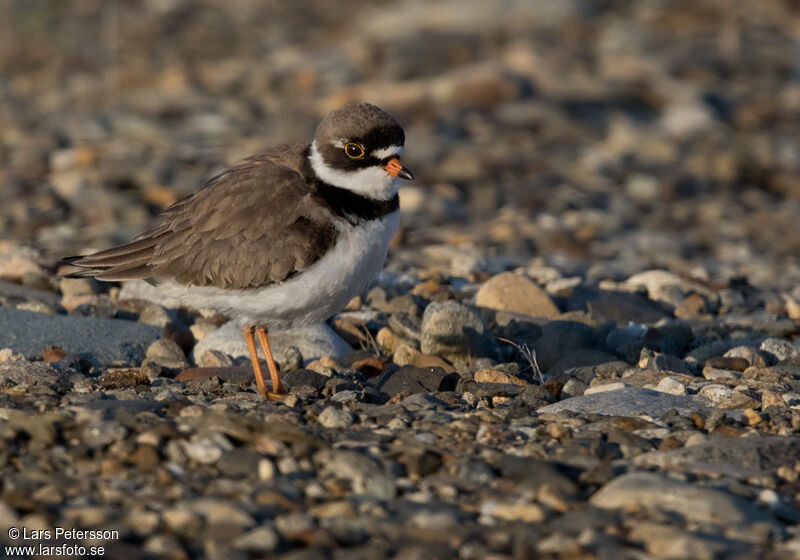 Semipalmated Plover