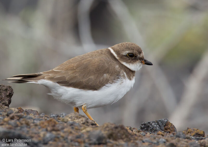 Semipalmated Plover