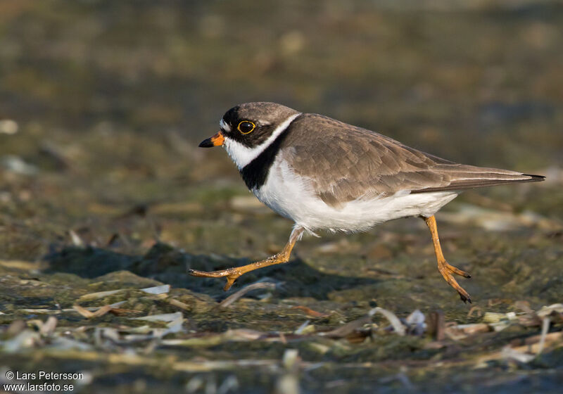 Semipalmated Plover